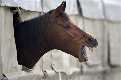 females having sex with horses